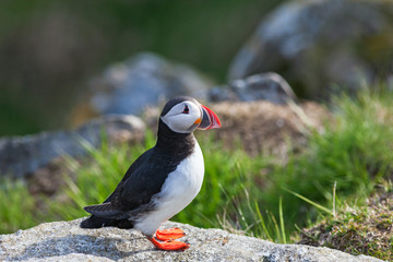 Atlantic Puffin bird on a rock