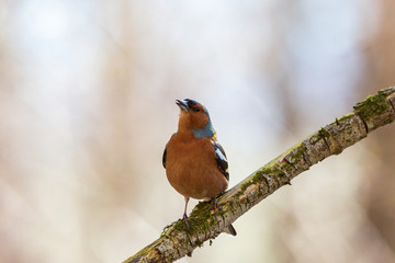 Chaffinch on a branch