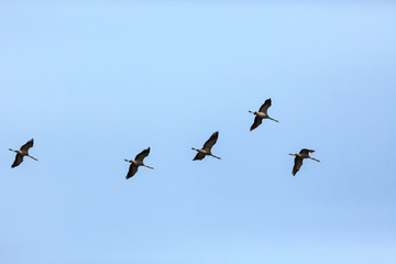 Flock of cranes fly
