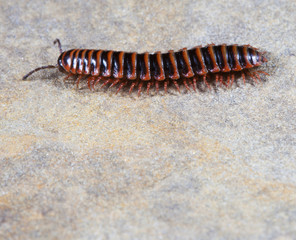 Centipede