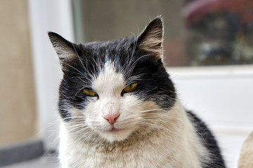 Fototapeta premium Portrait of an adult white-and-black European cat .