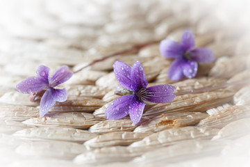Fototapeta na wymiar Three violet flowers