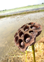 Dried seedpod of the lotus in a Field.