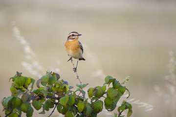 Whinchat