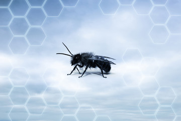 abeille nature vie survie protéger protection avenir environnem