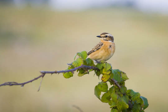 Whinchat