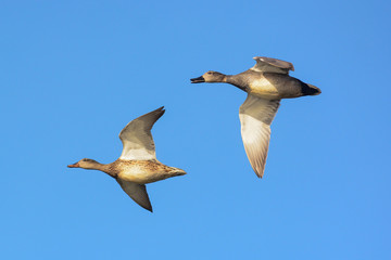 Coppia di canapiglia (Anas strepera) in volo