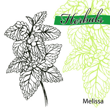 Hand drawn melissa with leaves and flowers isolated on white. Hand drawn spicy herbs. Doodle cooking ingredient for design. Vector illustration