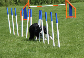 An Agile Border Collie Dog on a Weaving Agility Test.