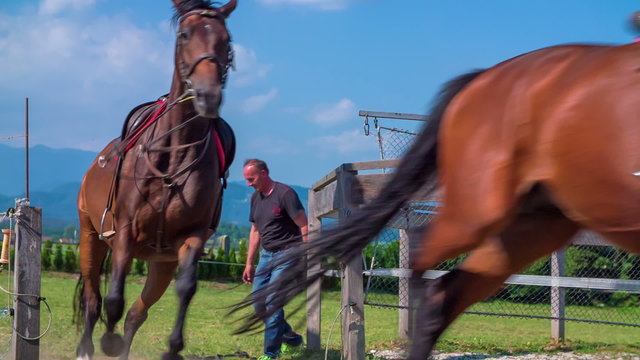 Two brown horses running out of the riding stables