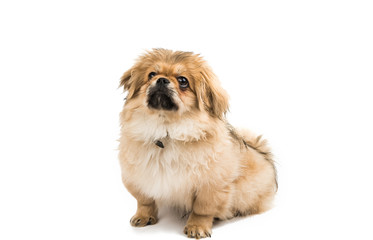 Pekingese on white background