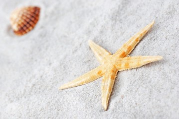 Fototapeta na wymiar Shell. Shell on the beach. Sand and shell - background.