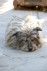 Dog a mongrel on the street