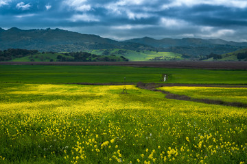 Mustard blooming in Sonoma