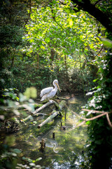 White Heron in a stream in the forest.