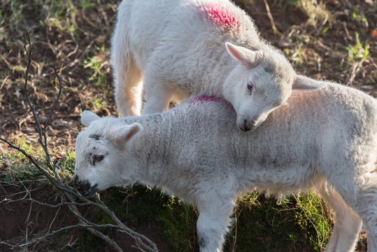 Two lambs playing