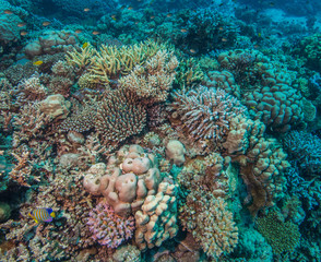 Naklejka na ściany i meble Healthy coral reef
