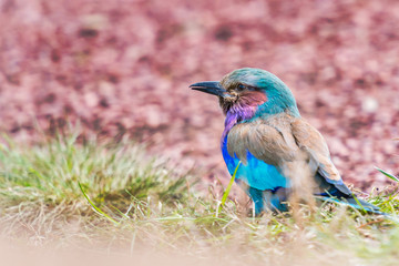 Lilac-Breasted Roller