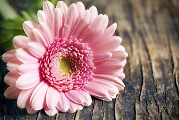 Foto op Plexiglas Gerbera Mooie roze gerbera bloem op houten achtergrond