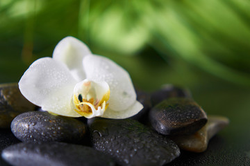 Orchideenblüte auf schwarzen Steinen