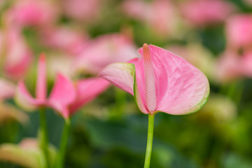 Closeup on spadix flower in rainforest.