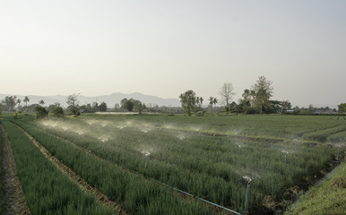 Watering plants in farmers and blue sky