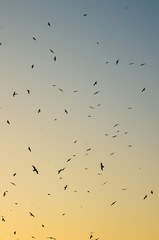  birds flying
