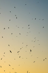  birds flying