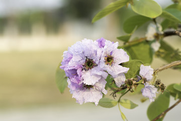 Beautiful pink flowers bloom on blurred background.