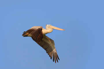 Close up shot flying Pelican bird