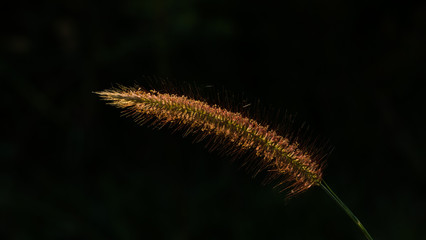 Reeds grass