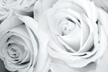 Foto op Plexiglas Two fresh white roses close up © SNEHIT PHOTO