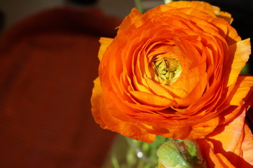 Orange ranunculus flowers in bloom