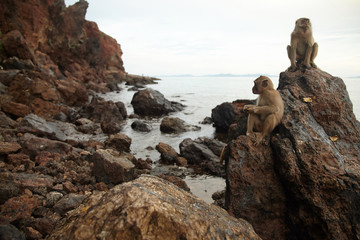 Monkeys on the rocky coast