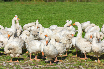 Geese gaggle grazing on green grass