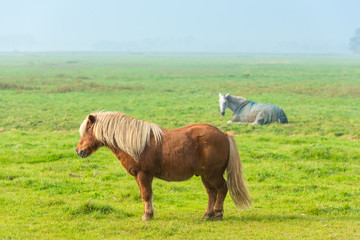 chestnut stallion grazing on green grass