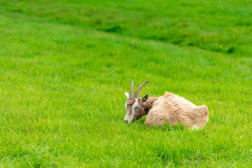 goat eating of green grass at farm