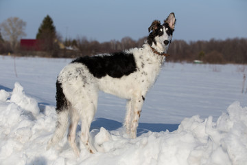 A puppy of russian hound walking in winter countryside