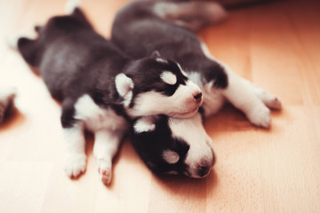 two puppies Siberian Husky. Litter dogs sleeping on the floor of the house. Little puppies.