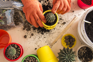 Gardening cactus in pot plants