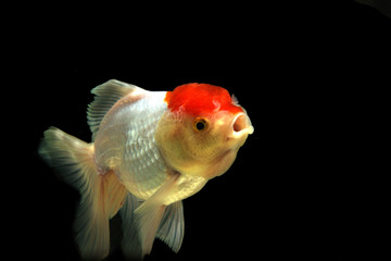 Mix white goldfish , motion blur
