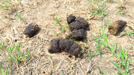 dog poop