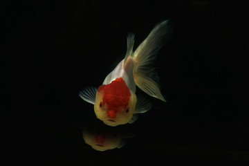 Mix white goldfish motion blur, one