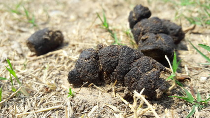 dog poop