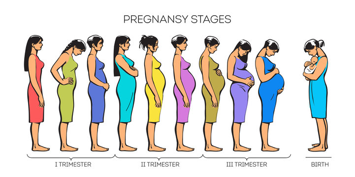 Women Pregnancy Stages