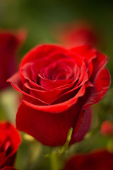 Bunch of red roses bouquet of flowers