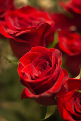 Bunch of red roses bouquet of flowers