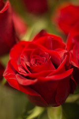 Bunch of red roses bouquet of flowers