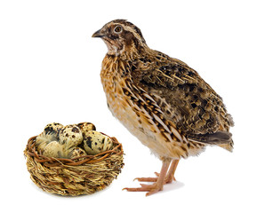 Quail and wooden basket with eggs isolated on white background