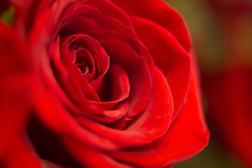 Fototapeta na wymiar Bunch of red roses bouquet of flowers